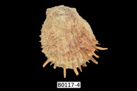 藏品(黃金海菊蛤)的圖片